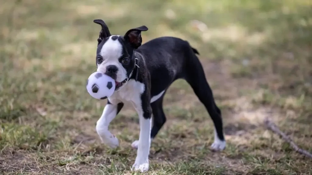 puppy playing with toy ball outdoor activity