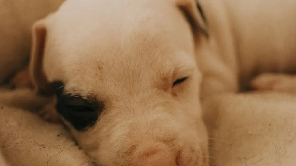 cute puppy sleeping peacefully in comfortable bed