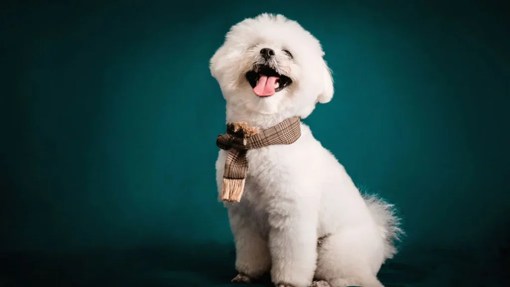 shih tzu dog with flowing coat after grooming