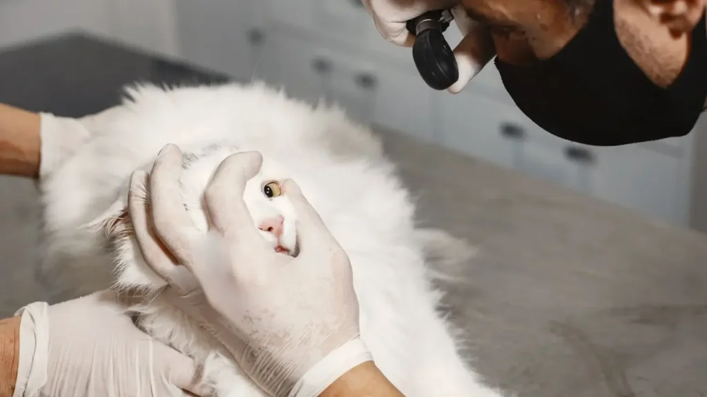 Veterinarian examining a cat during a checkup