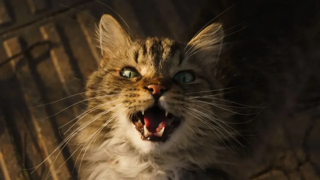 cat meowing loudly at owner