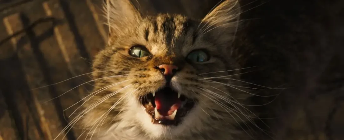 Why Won’t My Cat Stop Meowing? 10 Real Reasons + Fixes