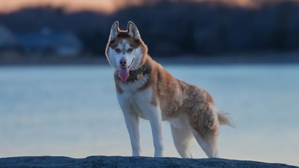 High energy dog breed not suited for apartments