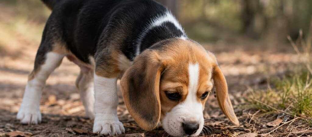 Why Do Beagle Puppies Run Away? (Scent-Driven Escapes)