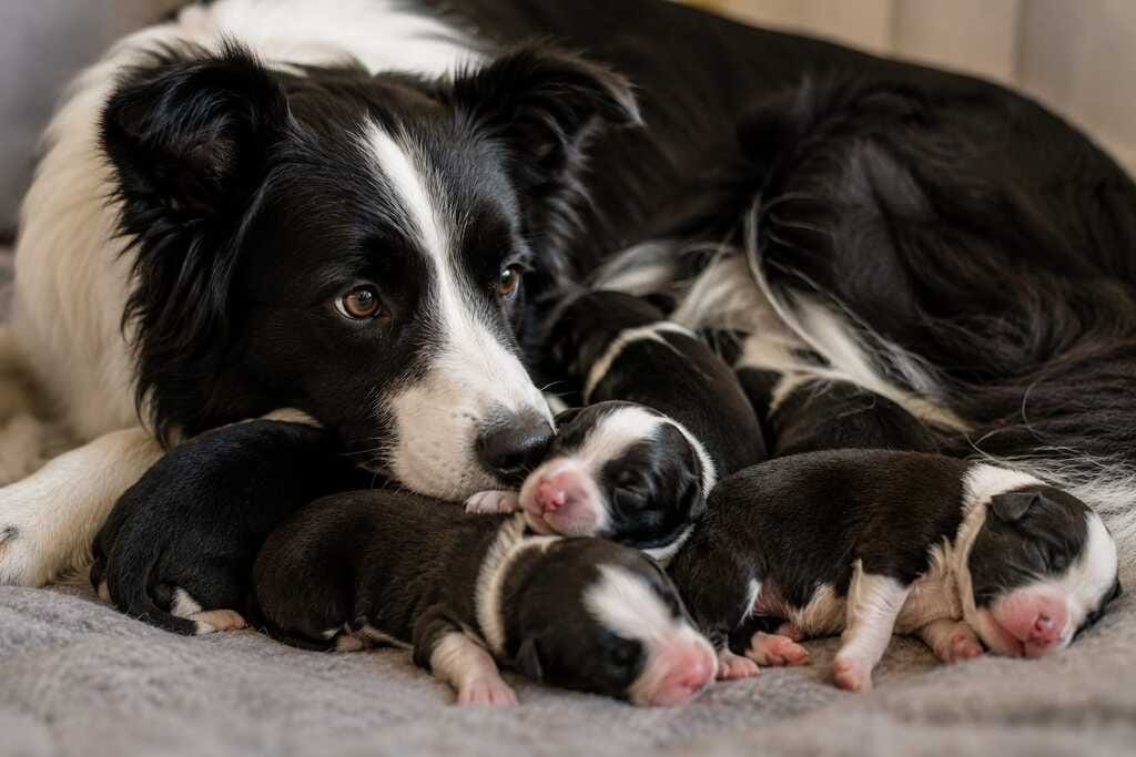 newborn border collie puppy