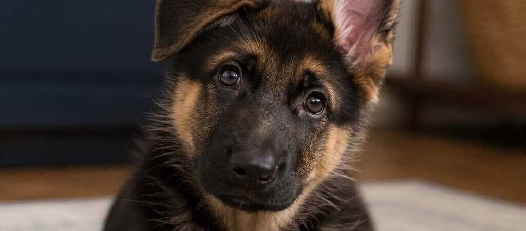 German Shepherd Puppy Ears: When Do They Stand Up?