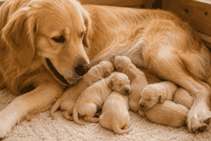 newborn golden retriever puppy