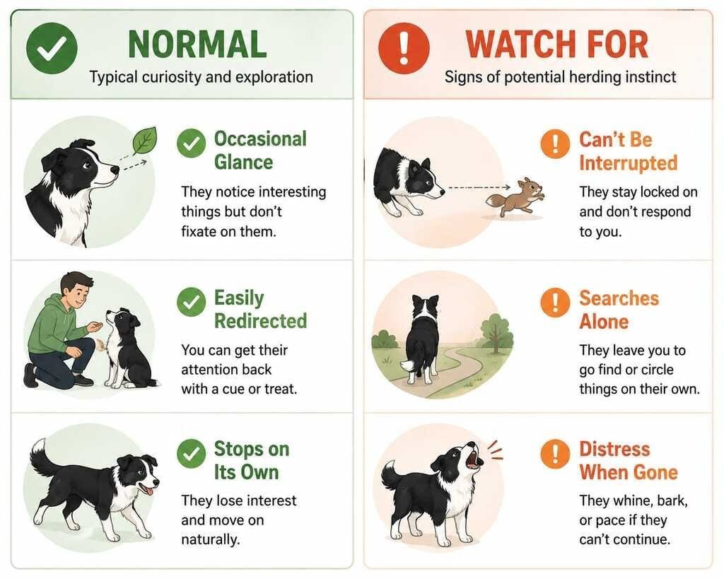 normal vs obsessive shadow chasing signs