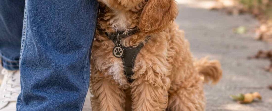 Cockapoo Puppy Separation Anxiety: Why So Clingy?