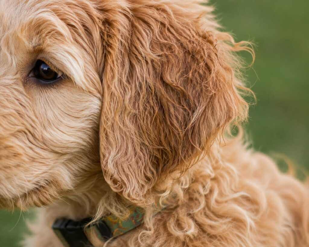 goldendoodle puppy coat transition signs